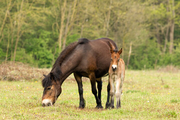 Obraz na płótnie Canvas Dutch Exmoor horse protecting young exmoor pony in nature reserve the Maashorst in the province of Brabant, the Netherlands