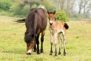 Naklejka na ściany i meble Dutch Exmoor horse protecting young exmoor pony in nature reserve the Maashorst in the province of Brabant, the Netherlands