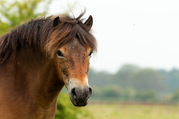 Portrait of a Exmoor pony looking in the camera in the Maashorst in Brabant, Holland