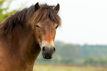 Portrait of a Exmoor pony looking in the camera in the Maashorst in Brabant, Holland