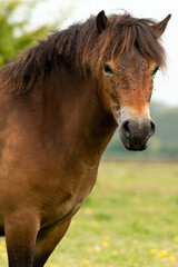 Portrait of a Exmoor pony looking in the camera in the Maashorst in Brabant, Holland