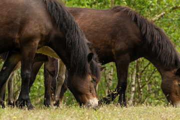 Naklejka na ściany i meble Two Dutch Exmoor Horses grazing grass in the Maashorst