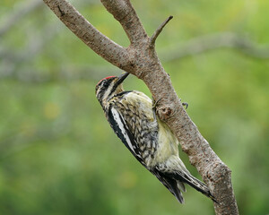Yellow-bellied Sapsucker on limb