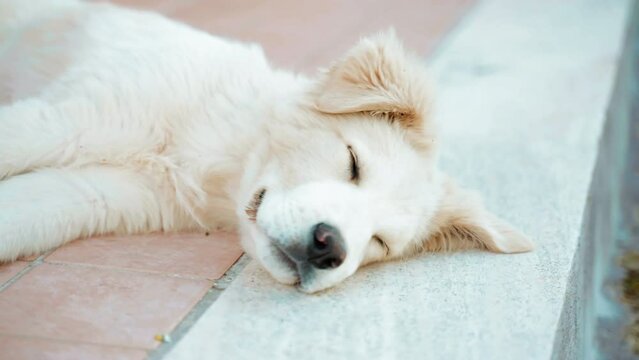Cute white fluffy puppy dog lying on the floor outdoor and sleeping, adorable domestic puppy relaxing near the house, portrait of purebred puppy with amazing fluffy ears, small nose and closed eyes