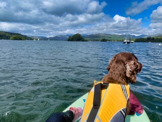 paddleboarding with dog, dog on paddle board