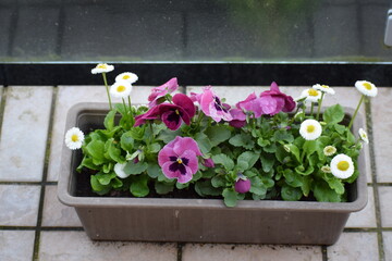 Fototapeta na wymiar Pink Pansy Flowers potted with some Daisy Flowers