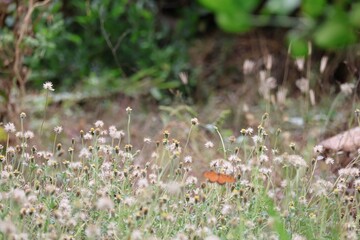 flowers in the grass
