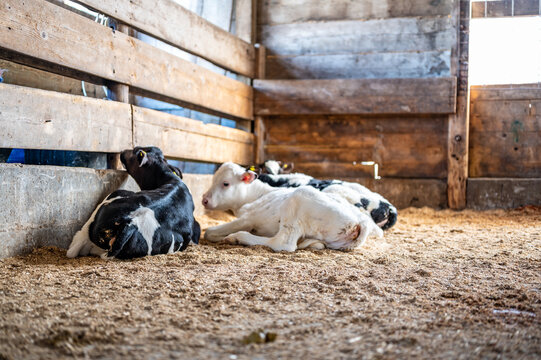 Weaned Holstein dairy calves laying a pen on sawdust and straw. 