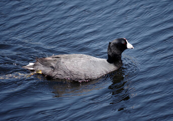 American coot on blue lake water