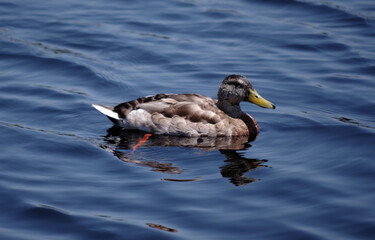 Female mallard duck on a blue lake