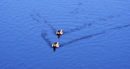 Two mallard ducks on a blue lake