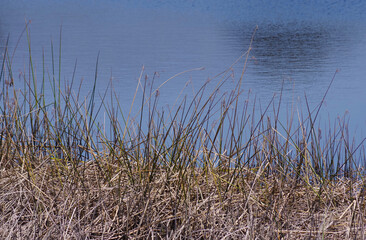 Reed at a blue water lake shore