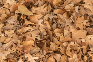 closeup of fall leaves covering the ground makes interesting shapes, patterns, and textures.