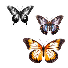 Obraz na płótnie Canvas butterflies isolated on white