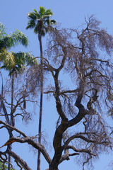 Palm trees and other springtime trees