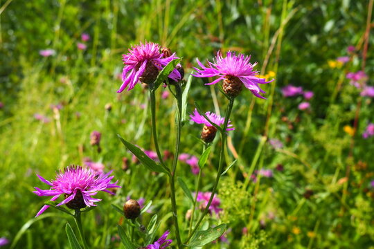 Meadow cornflower Centaurea jacea is a field weed plant, a species of the genus Cornflower of the family Asteraceae, or Compositae. Grows in meadows and forest edges. Violet elegant flower. Karelia