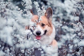 cute portrait of a corgi dog peeks out from behind white flowers in a spring garden