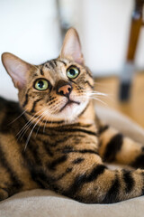 呼ばれて振り向くベンガル猫