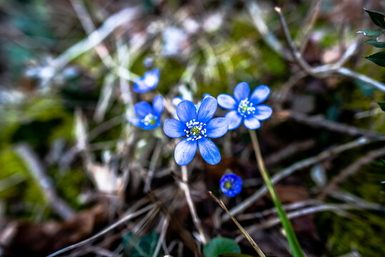 2023 03 05 Lonigo Anemone hepatica ranuncolo