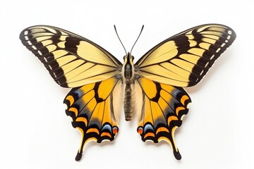 Isolated swallowtail butterfly on white background, Generative AI