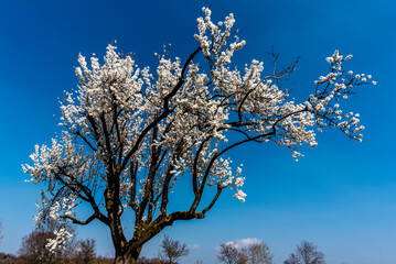 Naklejka premium 2023 03 05 Lonigo flowering tree 1
