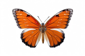 Obraz premium Isolated viceroy butterfly on white background, Generative AI