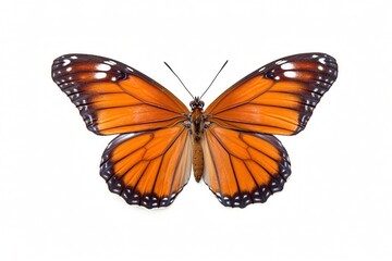 Fototapeta na wymiar Isolated viceroy butterfly on white background, Generative AI