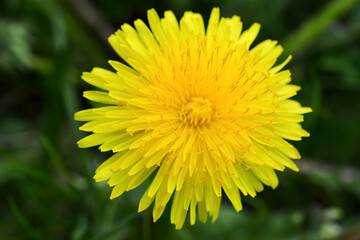 A dandelion is a common weed in the united states, macrophotography