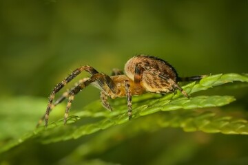 European garden spider  on a leaf