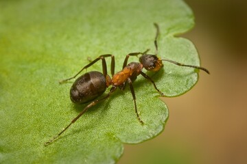 ant Formica rufa Linnaeus on a leaf