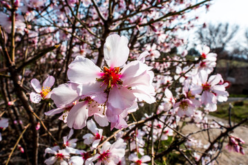 2023 03 05 Lonigo Prunus dulcis 1