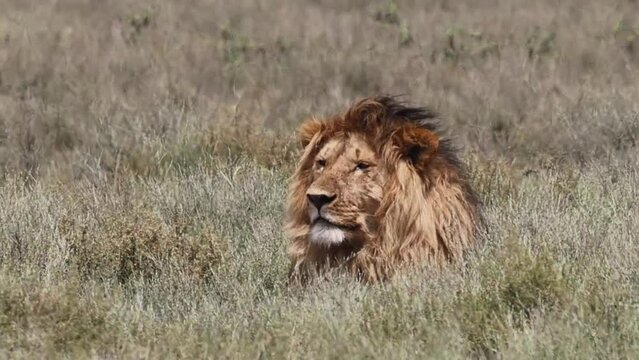 Wild majestic male lion with big mane, simba, in the grass of the savannah in the Serengeti National Park, Tanzania, Africa in Full HD
