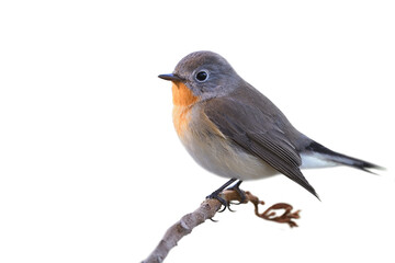 brown with orange feathers on it chin to chest perching on thin branch, red-breasted flycatcher