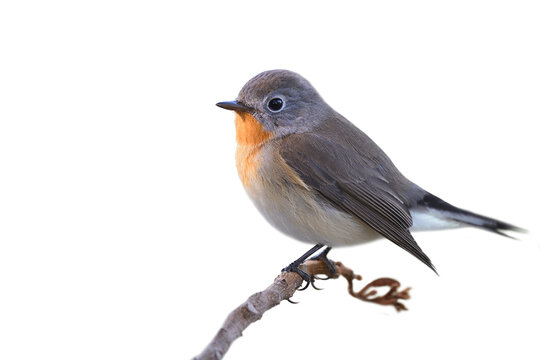 brown with orange feathers on it chin to chest perching on thin branch, red-breasted flycatcher - Powered by Adobe