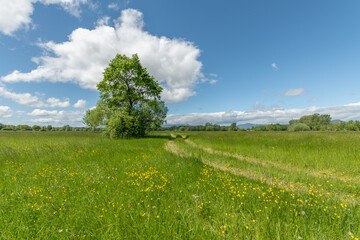Fototapeta na wymiar Green and sunny meadow on a spring day.