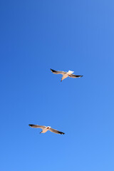 seagulls fly in the blue sky