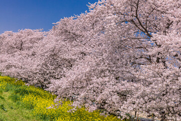 Naklejka premium 菜の花畑と桜並木 日本春風景
