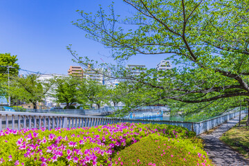 新緑の東京リバーサイド　東京春風景