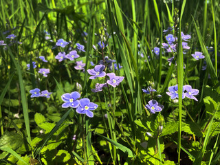 Blue forget me not flower in spring.