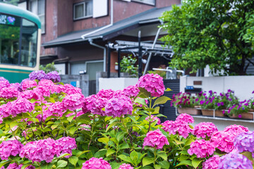 Fototapeta na wymiar 町を走る電車と紫陽花　日本夏風景