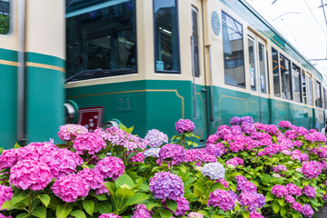 紫陽花と電車