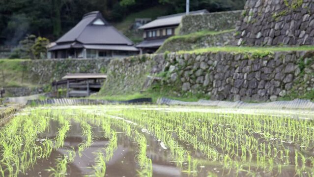 Focus on rows of freshly planted rice in traditional Japanese village