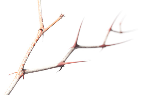 Thorns zigzag on Zizyphus twig