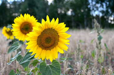 Sunflower flower close-up on the field. Spring-summer concept.