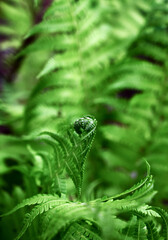 young fern leaf. nature background