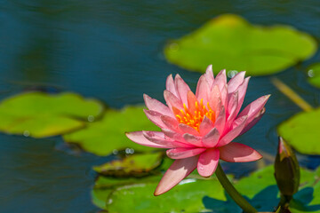 Wunderschöne Seerosen in der Blüte, aufgenommen in gepflegten deutschen und italienischen Seen und Parks