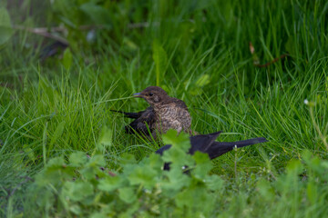 Young bird in the grass