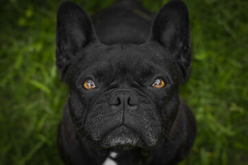 Fototapeta premium bulldog 