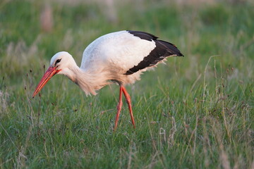 Stork in Poland 