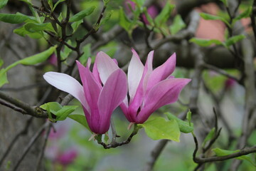 Bright pink Magnolia Susan liliiflora flowers with green leaves in the garden in spring